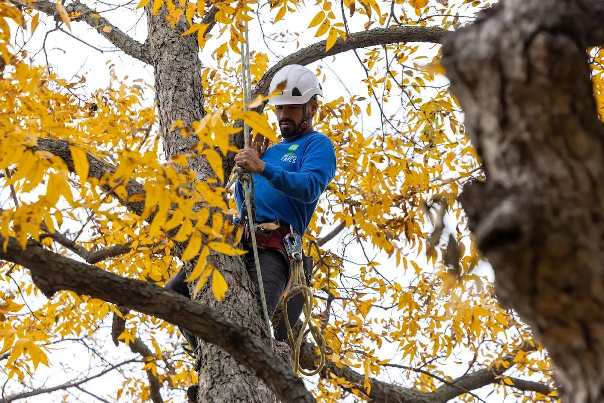 Skilled Storm Damage Cleanup crew working in Beaumont